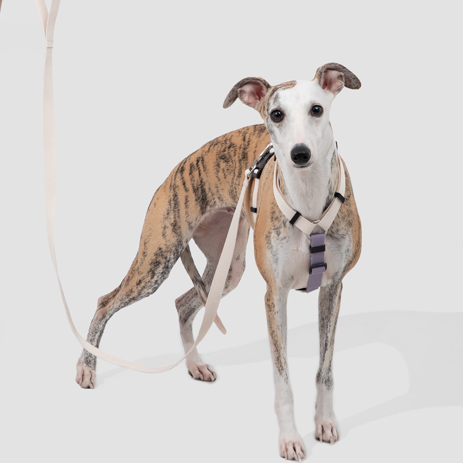 脱走防止I字型犬用ハーネス&リードセット|軽量設計・小型犬中型犬対応