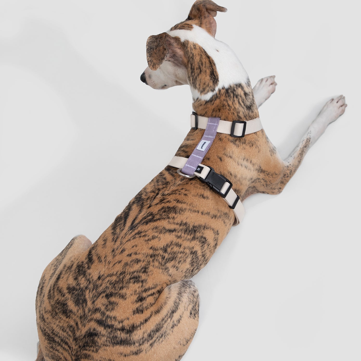 脱走防止I字型犬用ハーネス&リードセット|軽量設計・小型犬中型犬対応