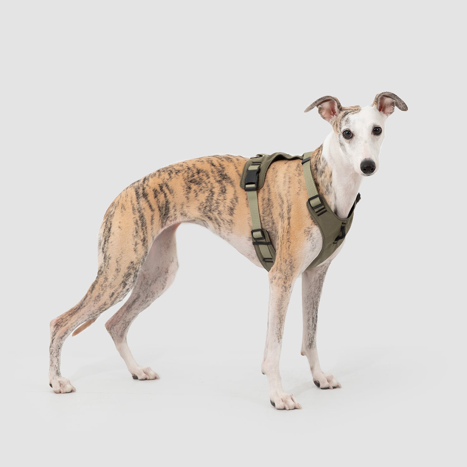 軽量ベスト型犬用ハーネス&リードセット|脱走防止・前胸コントロール