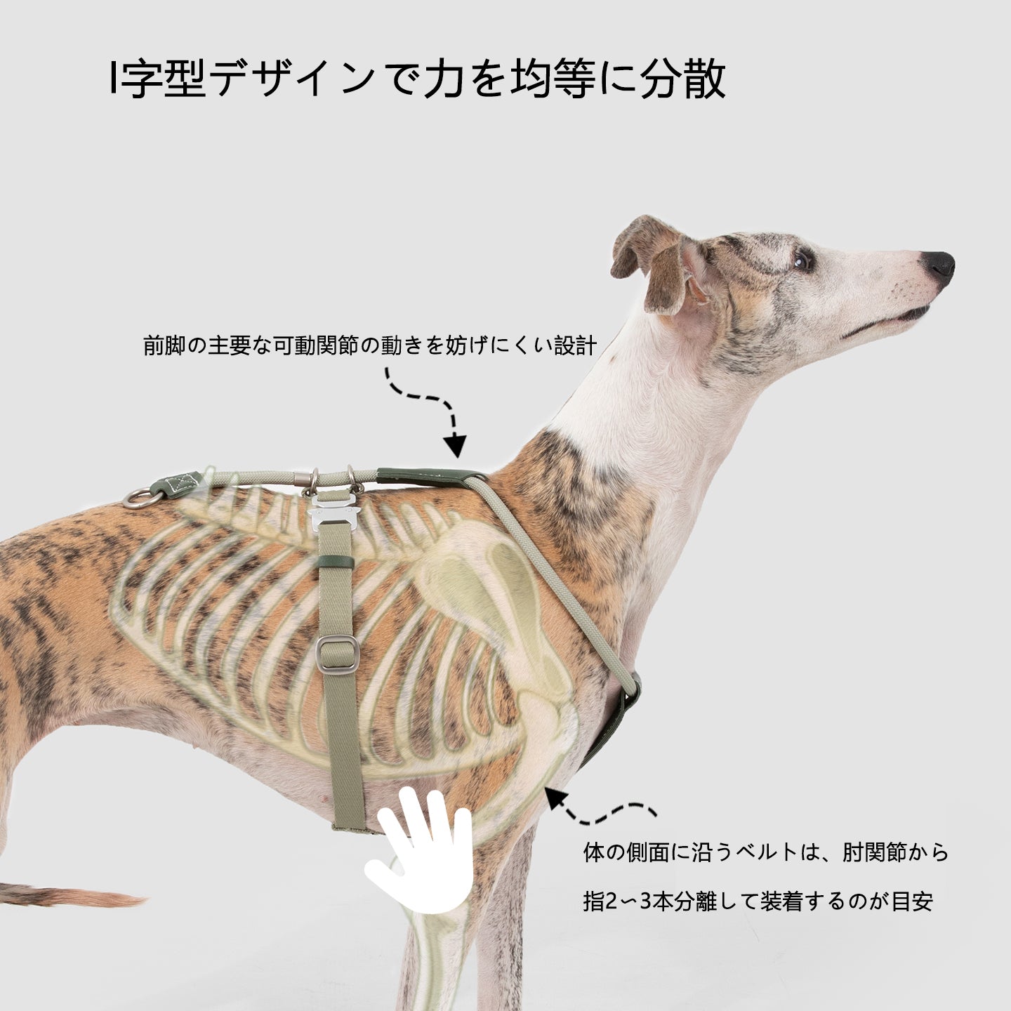 レザー調ロープハーネス&リードセット|脱走防止・小型犬中型犬対応