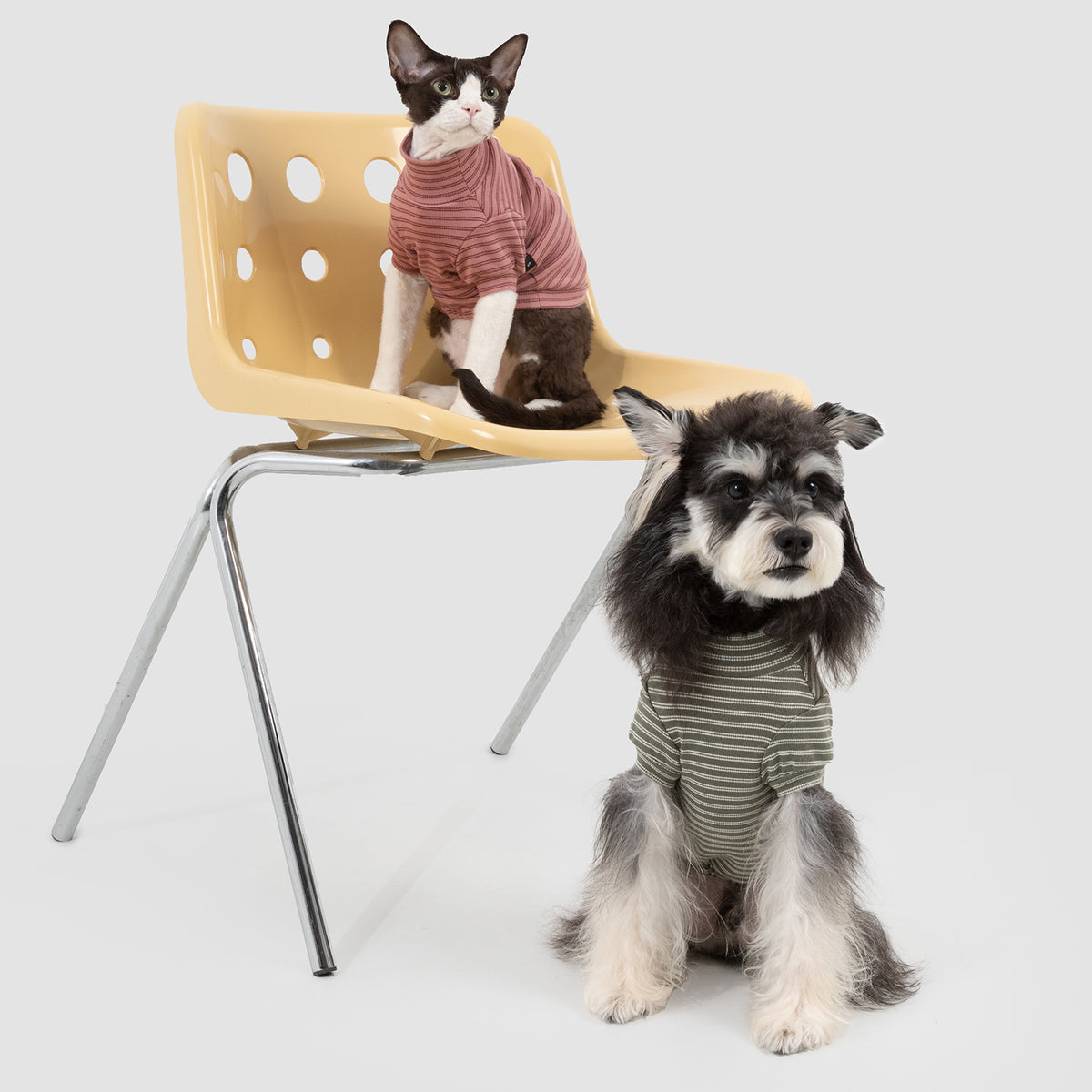 ストライプ柄 ペットウェア|犬・猫用 高伸縮コットンTシャツ