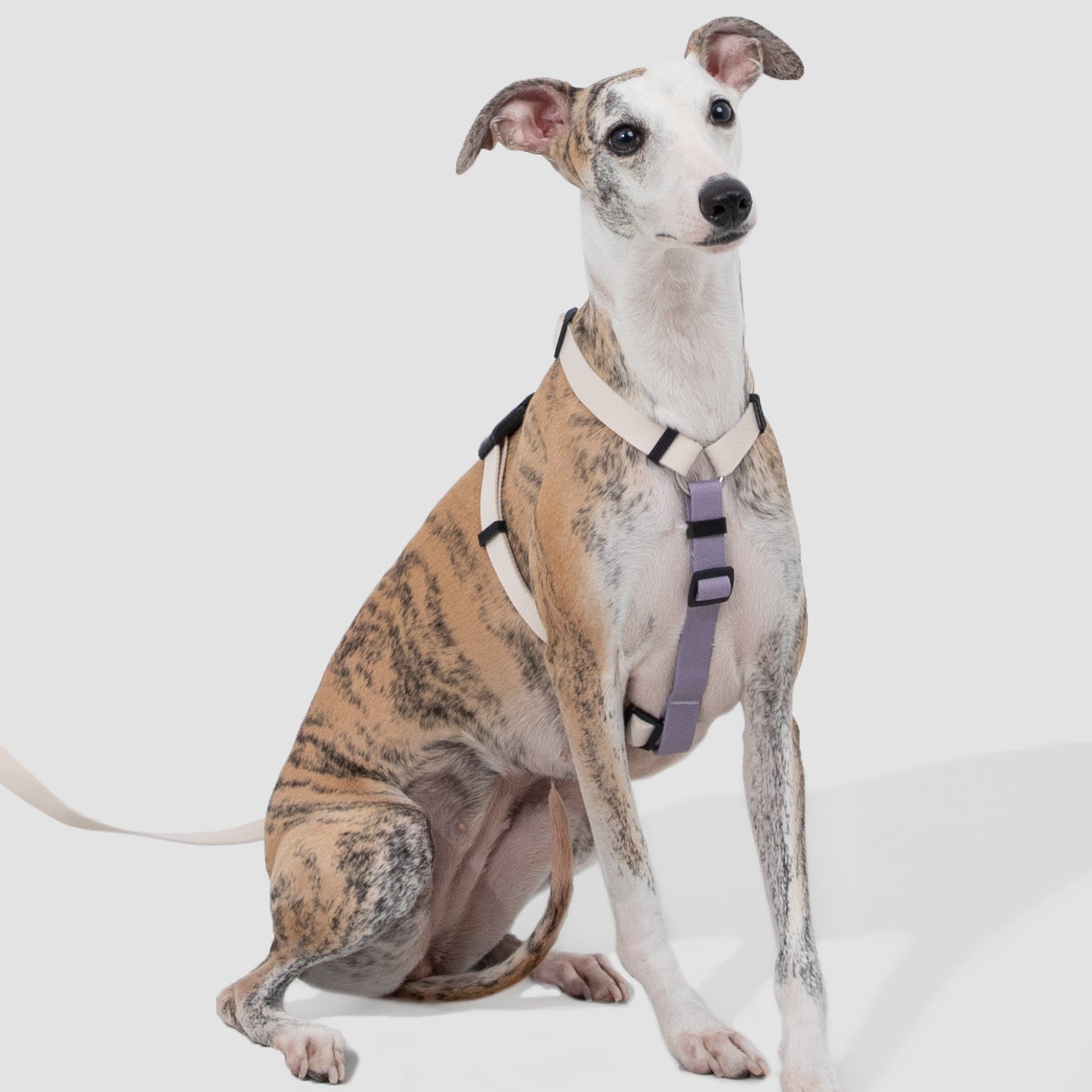 脱走防止I字型犬用ハーネス＆リードセット｜軽量設計・小型犬中型犬対応
