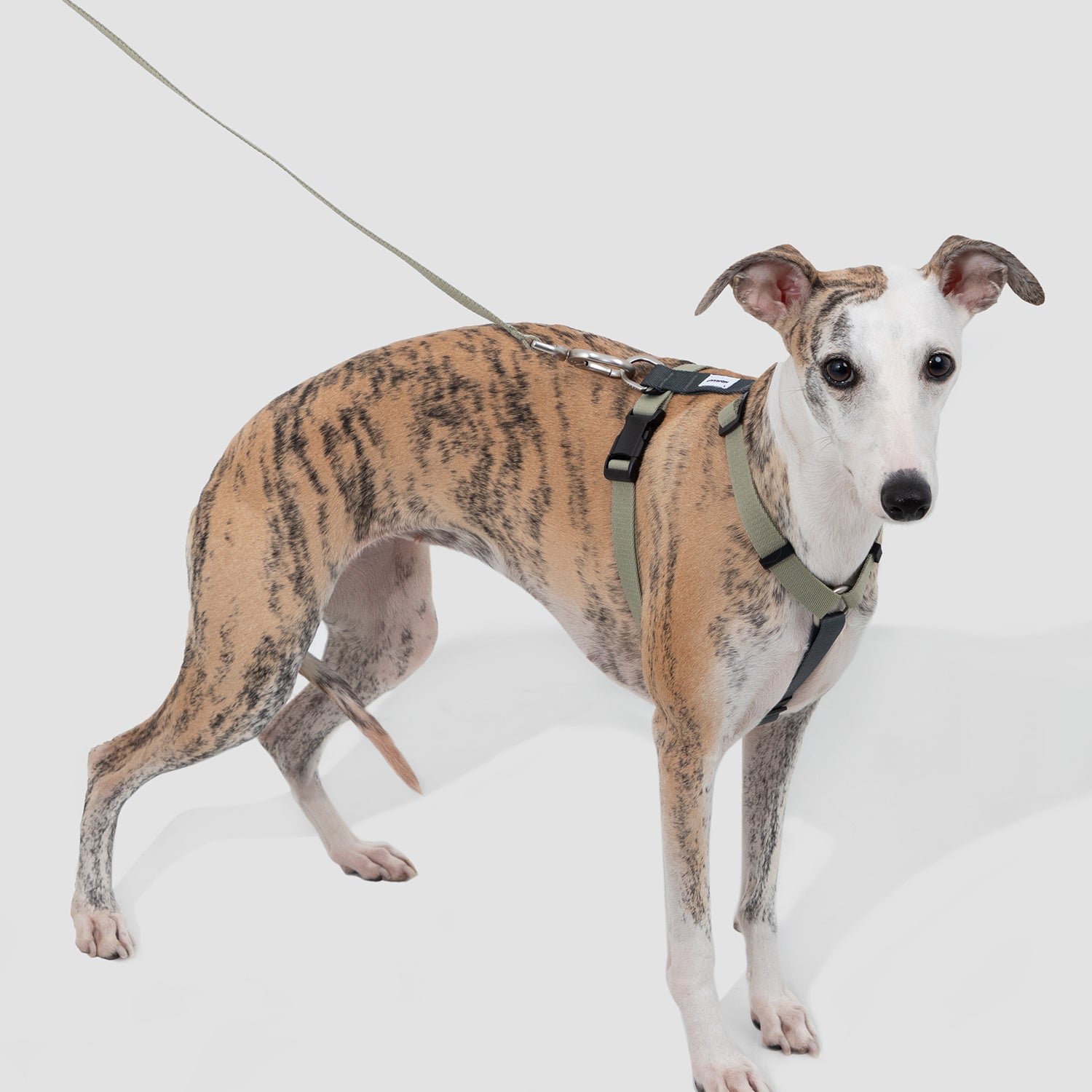 脱走防止I字型犬用ハーネス＆リードセット｜軽量設計・小型犬中型犬対応