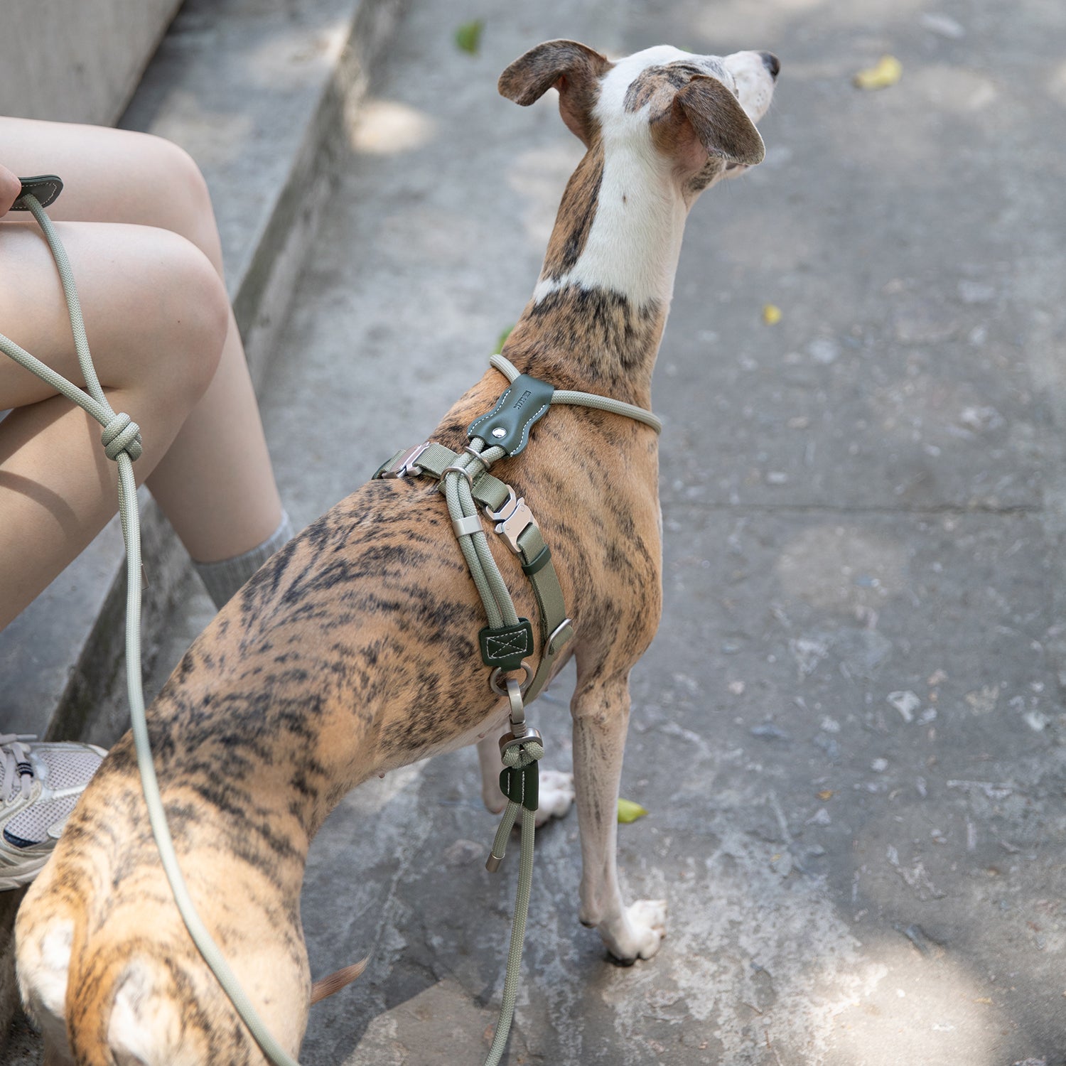 レザー調ロープハーネス＆リードセット｜脱走防止・小型犬中型犬対応